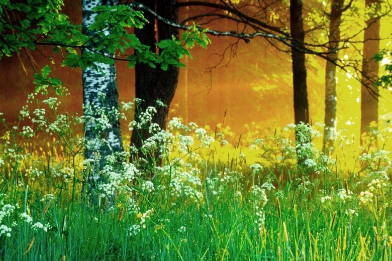 Kesämaisemassa pitkää ruohoa ja kukkivia koiranputkia,, puun runkoja ja ilta-auringon valoa.
