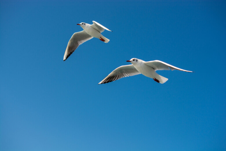 Kaksi merilokkia lentää sinisellä taivaalla.