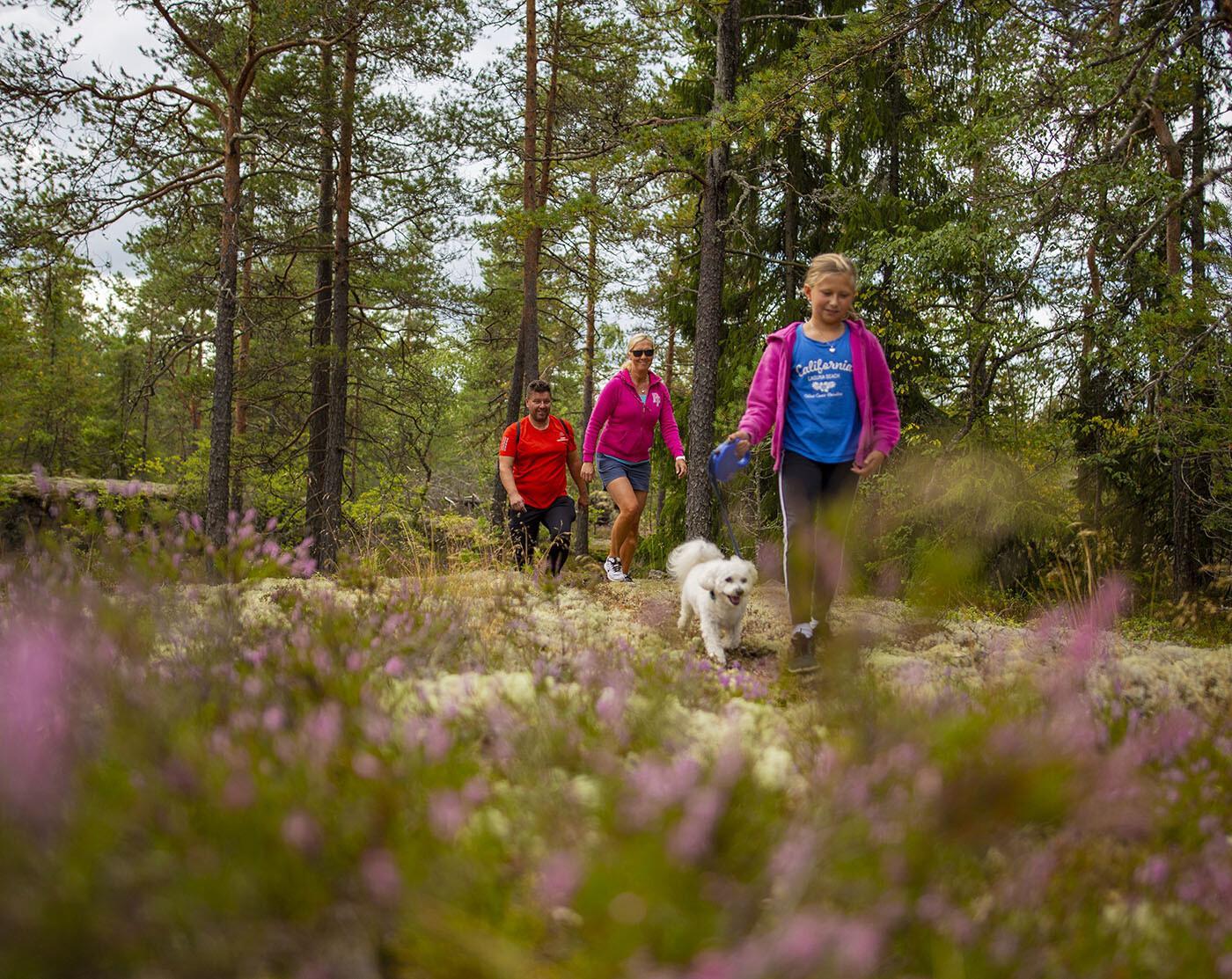 Mies. nainen ja koiraa taluttava nuori tyttö kävelevät kallioisessa metsässä. Maassa kasvaa jäkälää ja kanervaa.