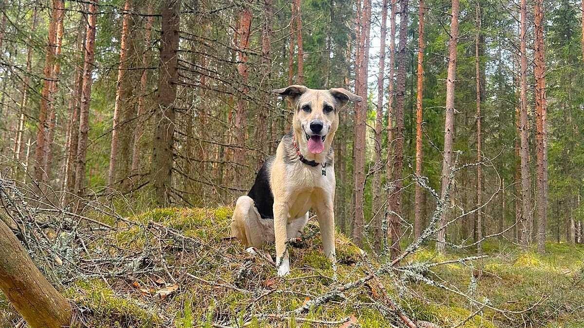 Koira istuu sammalpeitteisellä mättäällä havumetsässä.