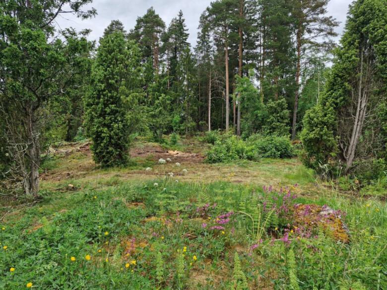 Mäntyjä, katajia, perinneympäristön kukkivia kasveja.